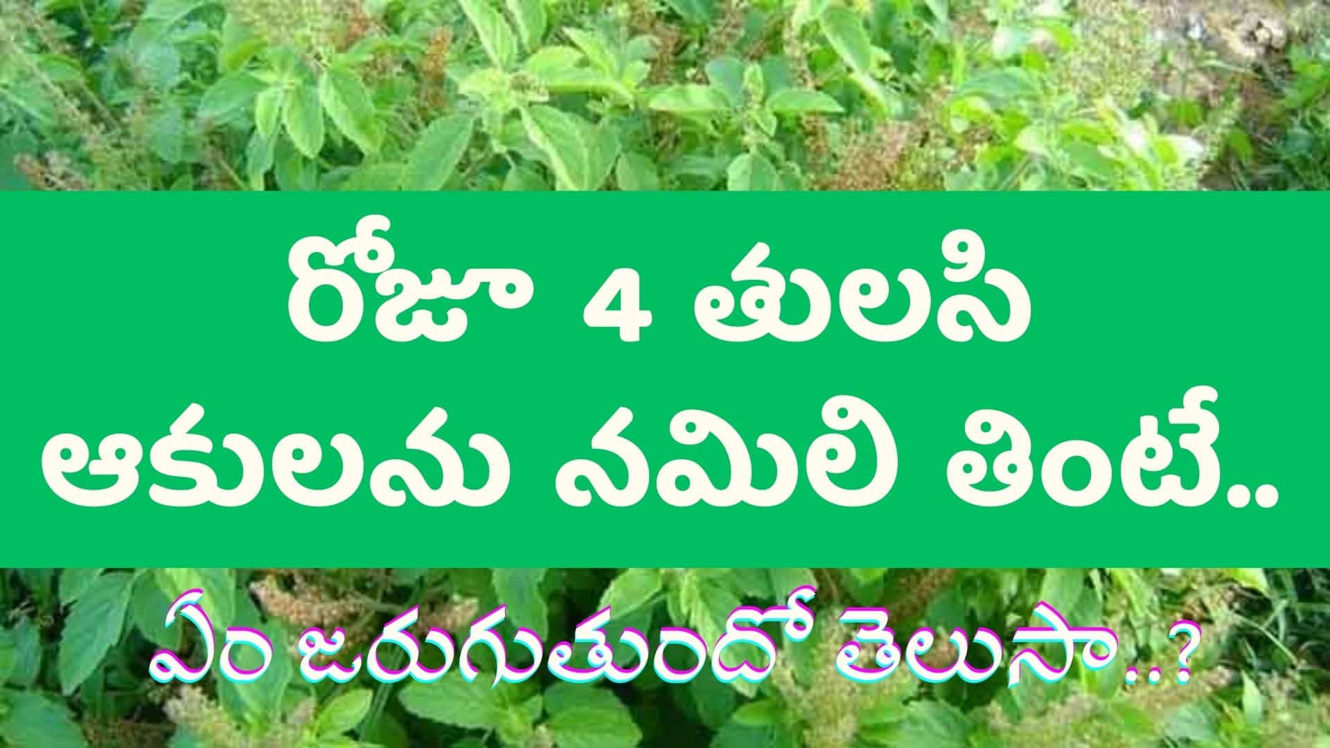 Basil Benefits of Tulasi Leaves | రోజూ 4 తుల‌సి ఆకుల‌ను న‌మిలి తింటే.. ఏం జ‌రుగుతుందో తెలుసా..?