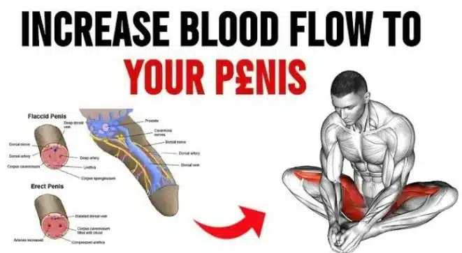 Increase Blood Flow to your p@nis iiQ8 Health