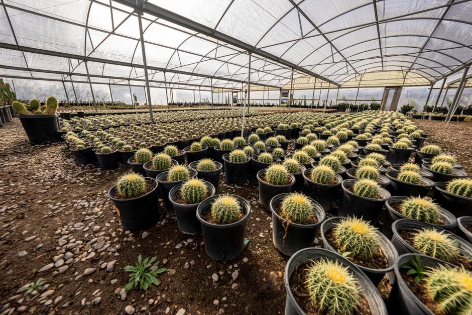 Nursery Fees in Kuwait: Complete 2026 Cost Guide